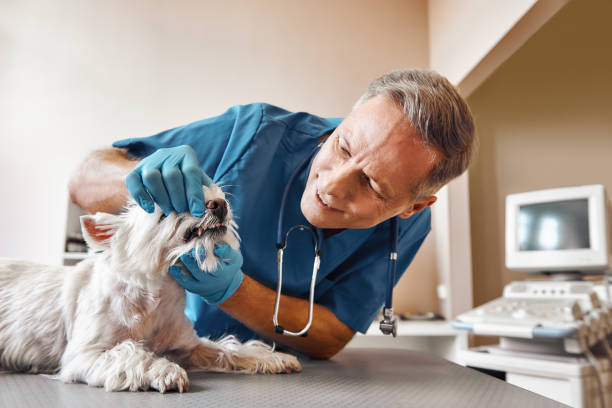 Best Emergency Gum Treatment in Hillsdale, MI